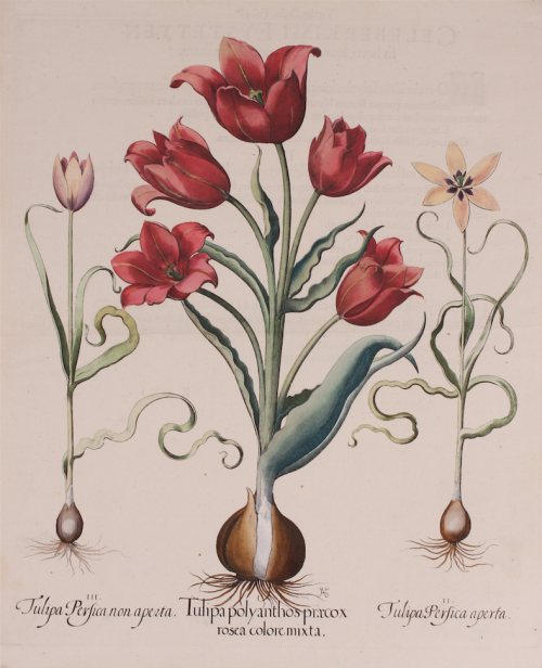 "Tulipa polyanthos praecox rosea colore mixta..." - tulpen uit Basilius Besler's florilegium